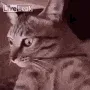 liveleakcat