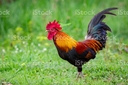 cock Discord emoji