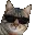 CoolCat