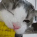 cateatingcorn