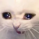 Sad Cat sad_cat Discord Emoji
