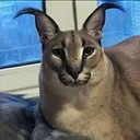 BigFloppa