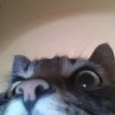 catwoah