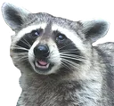 TrashPanda TrashPanda