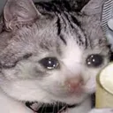 cat_sad