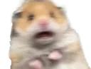 ScaredHamster