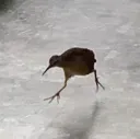 run