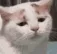catBored catBored