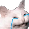 CattoCry