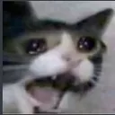 DoD_CattoSadVivi DoD_CattoSadVivi