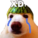 xdnt