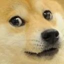 Doge