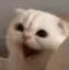 Catshock2 Discord Emoji