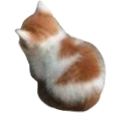 MA44_codm_angycat Discord emoji