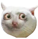 catparanoid Discord Emoji
