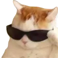 coolCat