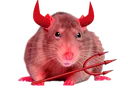 devilrat