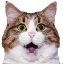 Pogcat pogcat Discord Emoji