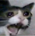sssniffssobssnsnsnsnfffnorksniff