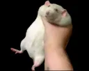 Rat