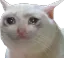 6cat_sad 6cat_sad