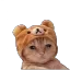 6cat_hat 6cat_hat