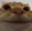 6cat_face4 6cat_face4