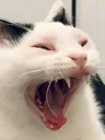 Screamcat Screamcat