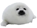seal