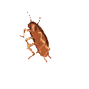 cockroach