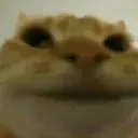 hungrycat
