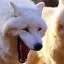 LaughingWolf