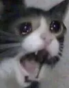 nyooooo