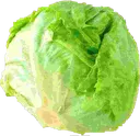 Cabbage