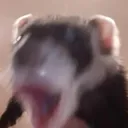 Ferret Pog Discord Emoji