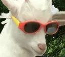 bobcool