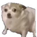 TD_scareddoggy