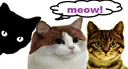 Meow meow Discord Emoji