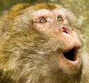 monkepog monkepog