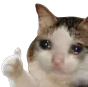 Sadcatok sadcatok Discord Emoji