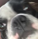 luluWHA