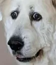 scareDog