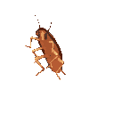 roach