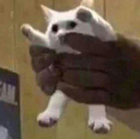 CatNo Discord emoji