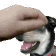PETTHEADDIE