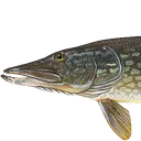 Fish1
