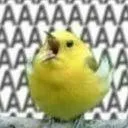 AAAA