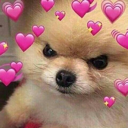 heartdoge Discord emoji