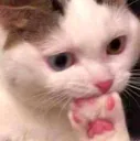ouchcat ouchcat