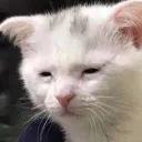 tiredcat tiredcat